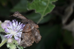 Helias phalaenoides