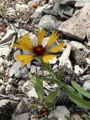 Gaillardia