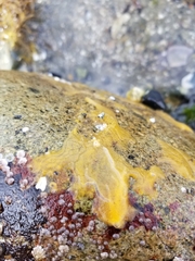 Halichondria panicea