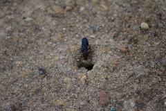 Dasymutilla occidentalis