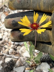 Gaillardia