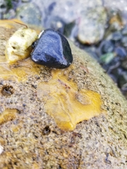 Halichondria panicea