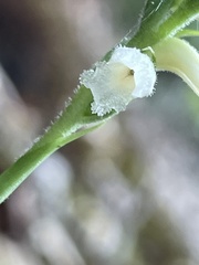 Spiranthes ochroleuca