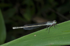 Ischnura fluviatilis