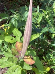 Asclepias viridiflora