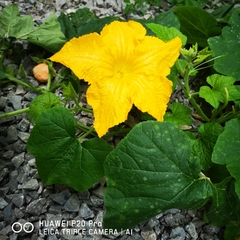 Cucurbita