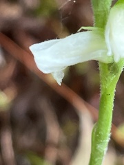 Spiranthes ochroleuca
