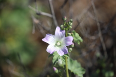Malva weinmanniana