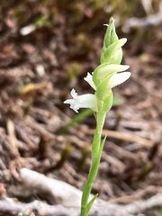 Spiranthes ochroleuca