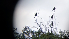 Ptiliogonys cinereus