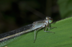 Ischnura fluviatilis
