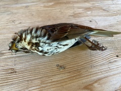 Passerella iliaca