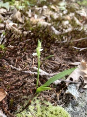 Spiranthes ochroleuca