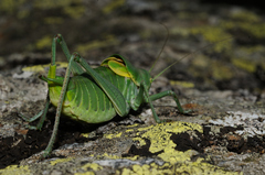 Polysarcus denticauda