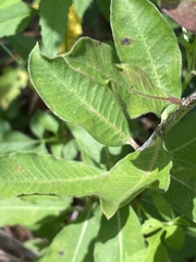 Asclepias viridiflora