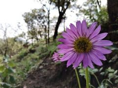 Iostephane heterophylla