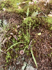Spiranthes ochroleuca