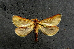 Hepialidae