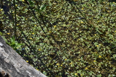 Ranunculus gmelinii