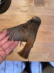 Passerella iliaca