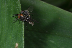 Dilophus
