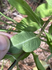 Asclepias viridiflora