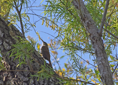 Lepidocolaptes angustirostris