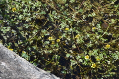 Ranunculus gmelinii