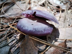 Russula cyanoxantha