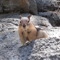 Callospermophilus lateralis