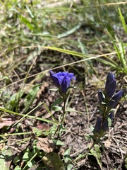 Gentiana