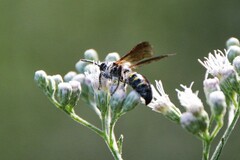 Myzinum obscurum