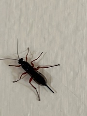 Pimpla