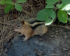 Callospermophilus lateralis