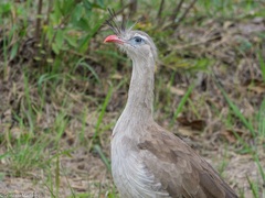 Cariama cristata