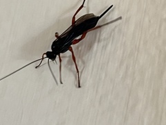 Pimpla