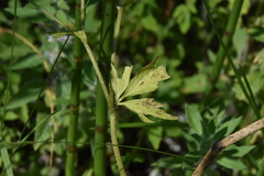 Ranunculus macounii