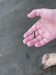 Gasterosteus aculeatus