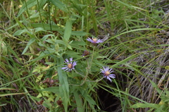 Canadanthus modestus