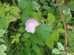 Malva moschata