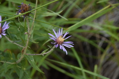 Canadanthus modestus