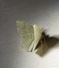 Chloropteryx tepperaria