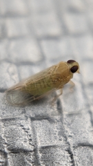 Haplaxius