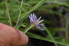 Canadanthus modestus