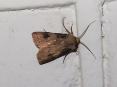 Agrotis puta