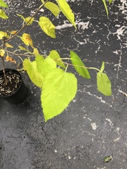 Morus rubra