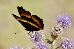 Aglais milberti