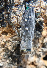 Chrysobothris octocola