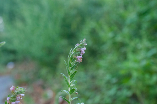 zdravienok neskorý (Odontites vulgaris)