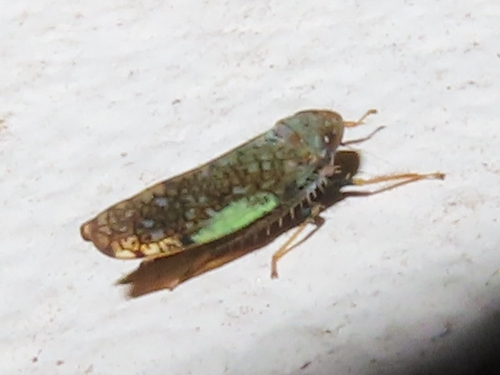 Japanese Leafhopper, 9717 BB Groningen, Netherlands, photo 10 of 10